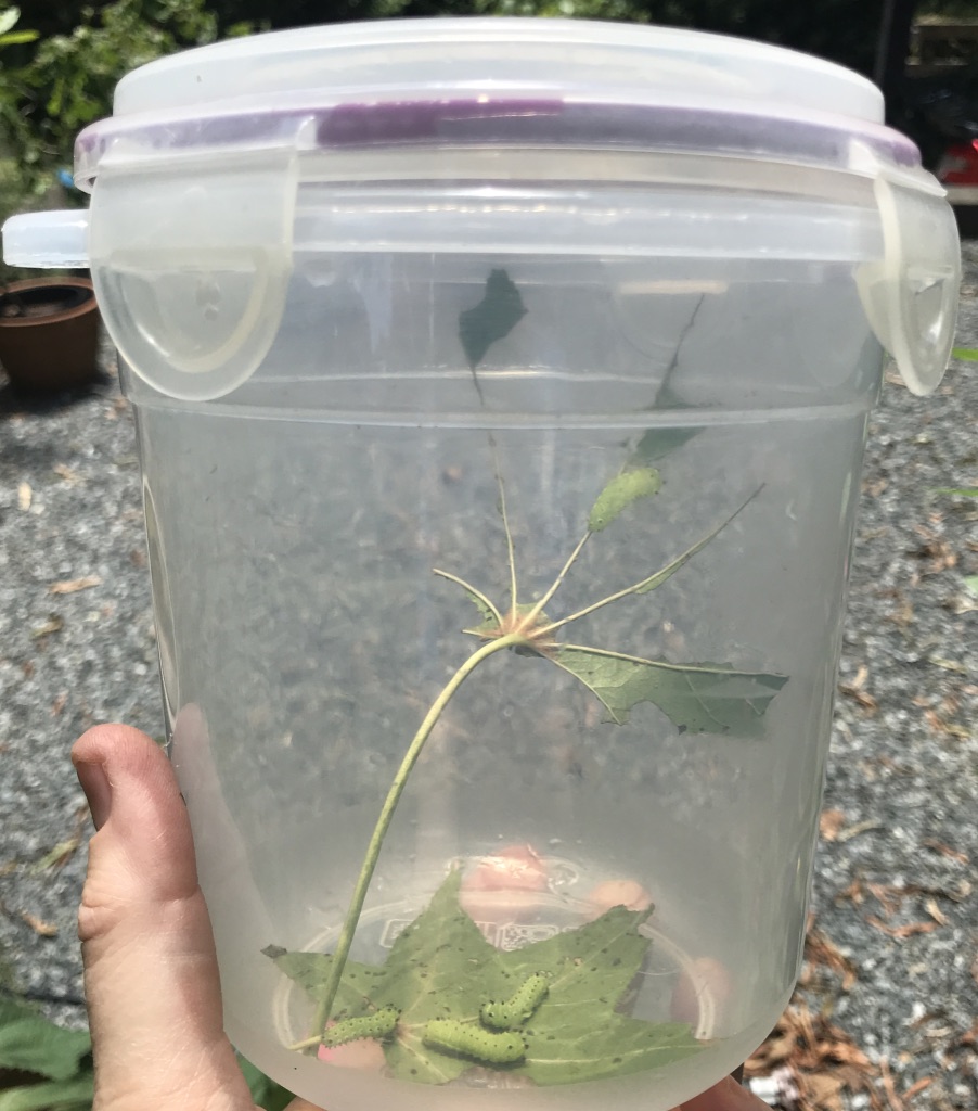 Making a Caterpillar Home Shamrock