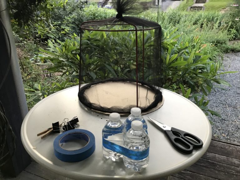 Making a Caterpillar Home Learning from Butterflies